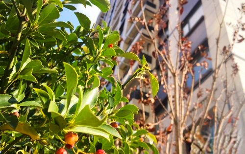 苏高新星翠澜庭