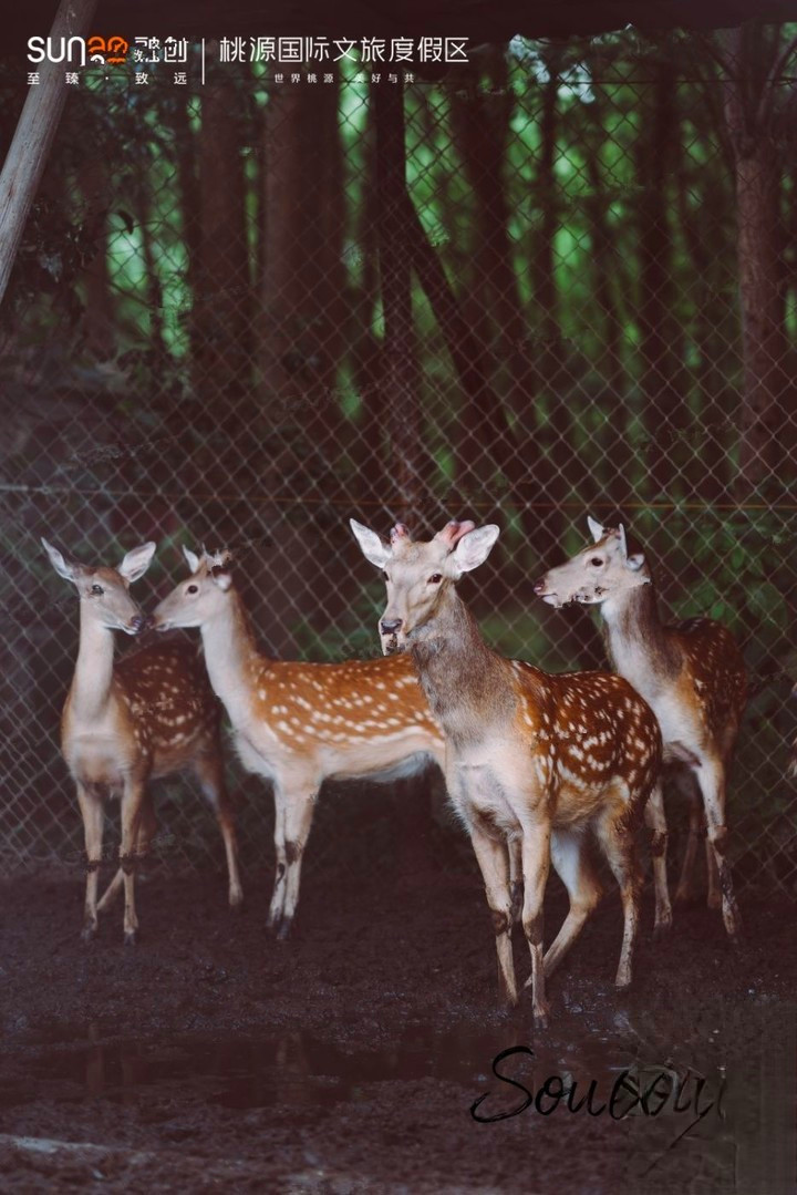 桃源森林国际旅游度假区